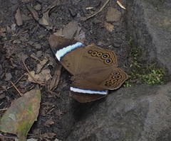 Amnosia decora