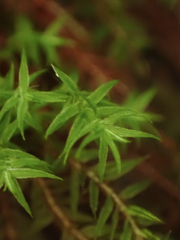 Bartramiopsis lescurii