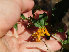 Cestrum lorentzianum
