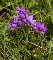 Sisyrinchium scabrum