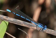 Argia funebris
