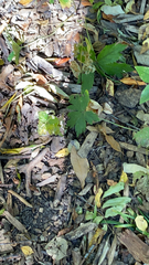 Hydrophyllum canadense