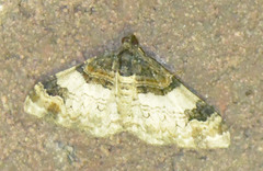 Catarhoe cuculata