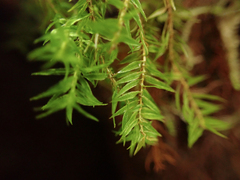 Bartramiopsis lescurii