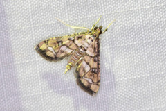 Hileithia magualis