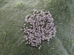 Ramularia cylindroides