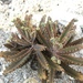 Kalanchoe × houghtonii - Photo (c) augochlora,  זכויות יוצרים חלקיות (CC BY-NC), הועלה על ידי augochlora