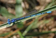 Argia funebris