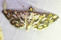 Hileithia magualis