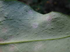 Ramularia cylindroides