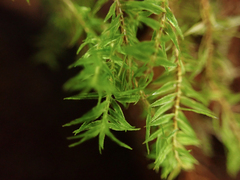 Bartramiopsis lescurii