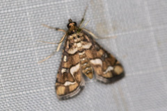 Hileithia magualis