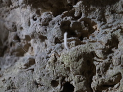 Keroplatidae