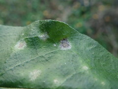 Ramularia cylindroides