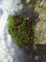 Schistidium maritimum