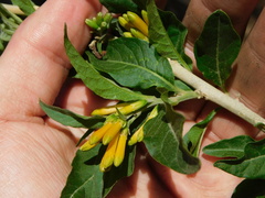 Cestrum lorentzianum