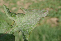 Podosphaera erigerontis-canadensis