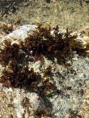 Sargassum fluitans