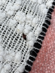 Neacoryphus bicrucis