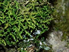 Porella
