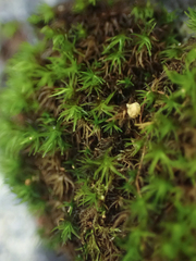 Schistidium maritimum