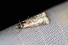 Microcrambus croesus