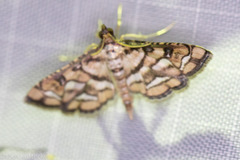 Hileithia magualis