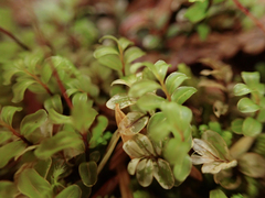 Mniaceae