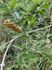 Citharexylum berlandieri