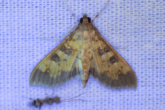 Diacme elealis