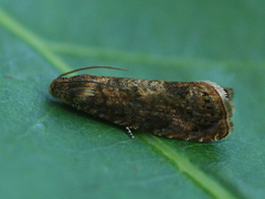 Grapholita lobarzewskii