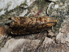 Grapholita lobarzewskii