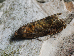 Grapholita lobarzewskii