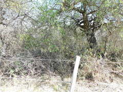 Croton lachnostachyus