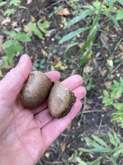 Scleroderma citrinum