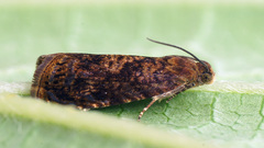 Grapholita lobarzewskii