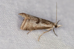 Microcrambus croesus
