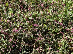 Persicaria pensylvanica