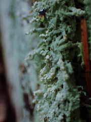 Icmadophila ericetorum