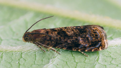 Grapholita lobarzewskii