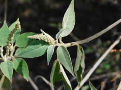Croton lachnostachyus