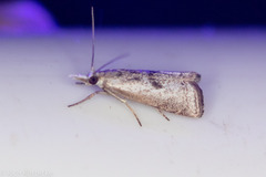 Microcrambus croesus