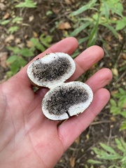 Scleroderma citrinum