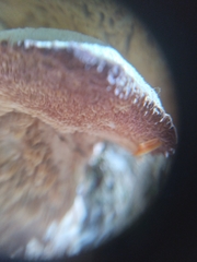 Trichaptum subchartaceum