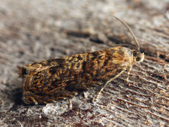 Grapholita lobarzewskii