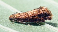 Grapholita lobarzewskii
