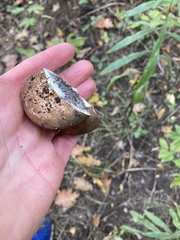 Scleroderma citrinum