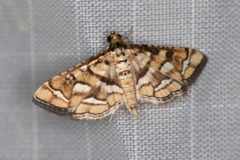 Hileithia magualis
