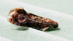 Grapholita lobarzewskii