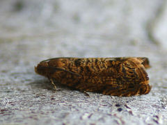 Grapholita lobarzewskii